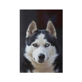 Обложка для паспорта матовая кожа с принтом Хаски в Кировске, натуральная матовая кожа | размер 19,3 х 13,7 см; прозрачные пластиковые крепления | dog | лабрадор | мопс | пес | собака | такса | хаски | щеночек