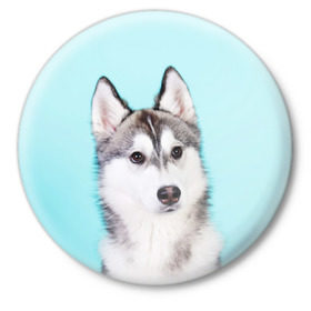 Значок с принтом Blue в Кировске,  металл | круглая форма, металлическая застежка в виде булавки | Тематика изображения на принте: dog | бандит | пес | собака | хаски | хаски бандит | щеночек