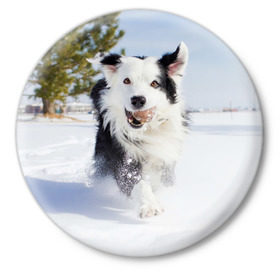 Значок с принтом Snow в Кировске,  металл | круглая форма, металлическая застежка в виде булавки | Тематика изображения на принте: dog | бордер | бордер колли | колли | пес | собака