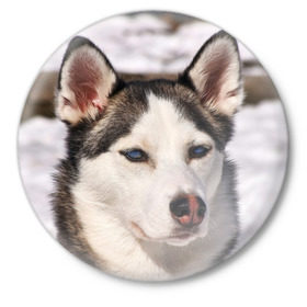 Значок с принтом Хаски в Кировске,  металл | круглая форма, металлическая застежка в виде булавки | dog | лабрадор | мопс | пес | собака | такса | хаски | щеночек