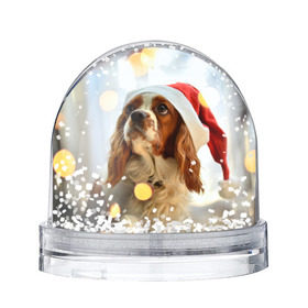 Водяной шар с принтом Рождество в Кировске, Пластик | Изображение внутри шара печатается на глянцевой фотобумаге с двух сторон | dog | кавалер кинг чарльз спаниель | новый год | пес | рождество | собака