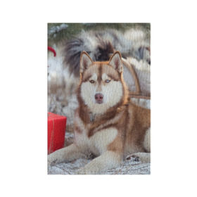 Обложка для паспорта матовая кожа с принтом Хаски в Кировске, натуральная матовая кожа | размер 19,3 х 13,7 см; прозрачные пластиковые крепления | Тематика изображения на принте: dog | лабрадор | мопс | пес | собака | такса | хаски | щеночек