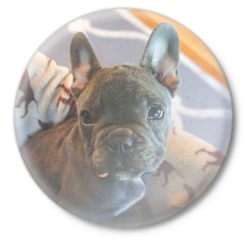 Значок с принтом Мопс в Кировске,  металл | круглая форма, металлическая застежка в виде булавки | пес