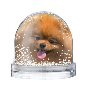 Снежный шар с принтом Милашка в Кировске, Пластик | Изображение внутри шара печатается на глянцевой фотобумаге с двух сторон | dog | пес | померанский | собака | шпиц | щеночек