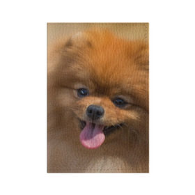 Обложка для паспорта матовая кожа с принтом Милашка в Кировске, натуральная матовая кожа | размер 19,3 х 13,7 см; прозрачные пластиковые крепления | Тематика изображения на принте: dog | пес | померанский | собака | шпиц | щеночек