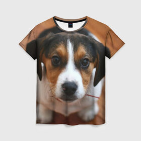 Женская футболка 3D с принтом Щеночек в Кировске, 100% полиэфир ( синтетическое хлопкоподобное полотно) | прямой крой, круглый вырез горловины, длина до линии бедер | dog | бигль | пес | собака | щеночек