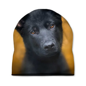 Шапка 3D с принтом Doggy в Кировске, 100% полиэстер | универсальный размер, печать по всей поверхности изделия | dog | овчарка | пес | собака | черная овчарка | щеночек