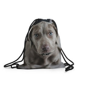 Рюкзак-мешок 3D с принтом Puppy в Кировске, 100% полиэстер | плотность ткани — 200 г/м2, размер — 35 х 45 см; лямки — толстые шнурки, застежка на шнуровке, без карманов и подкладки | dog | веймаранер | пес | собака | щеночек