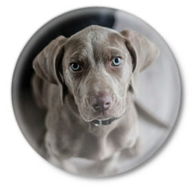 Значок с принтом Puppy в Кировске,  металл | круглая форма, металлическая застежка в виде булавки | dog | веймаранер | пес | собака | щеночек