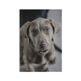 Обложка для паспорта матовая кожа с принтом Puppy в Кировске, натуральная матовая кожа | размер 19,3 х 13,7 см; прозрачные пластиковые крепления | Тематика изображения на принте: dog | веймаранер | пес | собака | щеночек