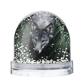 Снежный шар с принтом Волк в траве в Кировске, Пластик | Изображение внутри шара печатается на глянцевой фотобумаге с двух сторон | природа | серый | хищник
