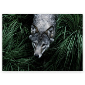 Поздравительная открытка с принтом Волк в траве в Кировске, 100% бумага | плотность бумаги 280 г/м2, матовая, на обратной стороне линовка и место для марки
 | Тематика изображения на принте: природа | серый | хищник