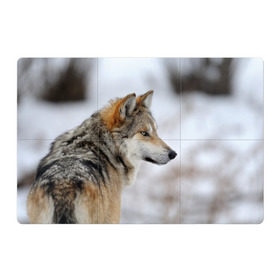 Магнитный плакат 3Х2 с принтом Хозяин леса в Кировске, Полимерный материал с магнитным слоем | 6 деталей размером 9*9 см | волк | серый