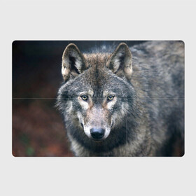 Магнитный плакат 3Х2 с принтом Серый волк в Кировске, Полимерный материал с магнитным слоем | 6 деталей размером 9*9 см | аука | бирюк | волк | волчара | волчица | волчок | глаза | животное | животные | зверь | зеленые | койот | лес | млекопитающее | природа | санитар леса | серый | уши | фауна | хищник | черный | шакал