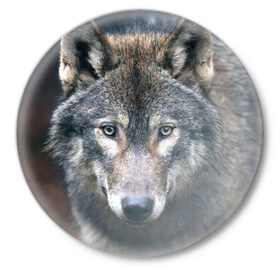 Значок с принтом Серый волк в Кировске,  металл | круглая форма, металлическая застежка в виде булавки | Тематика изображения на принте: аука | бирюк | волк | волчара | волчица | волчок | глаза | животное | животные | зверь | зеленые | койот | лес | млекопитающее | природа | санитар леса | серый | уши | фауна | хищник | черный | шакал