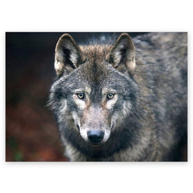 Поздравительная открытка с принтом Серый волк в Кировске, 100% бумага | плотность бумаги 280 г/м2, матовая, на обратной стороне линовка и место для марки
 | аука | бирюк | волк | волчара | волчица | волчок | глаза | животное | животные | зверь | зеленые | койот | лес | млекопитающее | природа | санитар леса | серый | уши | фауна | хищник | черный | шакал