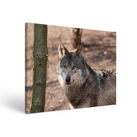 Холст прямоугольный с принтом Серый волк в Кировске, 100% ПВХ |  | аука | бирюк | волк | волчара | волчица | волчок | глаза | животное | животные | зверь | зеленые | койот | лес | млекопитающее | природа | санитар леса | серый | уши | фауна | хищник | черный | шакал