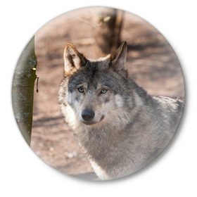 Значок с принтом Серый волк в Кировске,  металл | круглая форма, металлическая застежка в виде булавки | аука | бирюк | волк | волчара | волчица | волчок | глаза | животное | животные | зверь | зеленые | койот | лес | млекопитающее | природа | санитар леса | серый | уши | фауна | хищник | черный | шакал