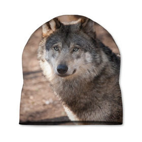 Шапка 3D с принтом Серый волк в Кировске, 100% полиэстер | универсальный размер, печать по всей поверхности изделия | аука | бирюк | волк | волчара | волчица | волчок | глаза | животное | животные | зверь | зеленые | койот | лес | млекопитающее | природа | санитар леса | серый | уши | фауна | хищник | черный | шакал