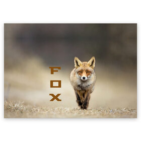 Поздравительная открытка с принтом Рыжий лис (fox) в Кировске, 100% бумага | плотность бумаги 280 г/м2, матовая, на обратной стороне линовка и место для марки
 | Тематика изображения на принте: fox | животное | зверь | красивая | лес | лис | лиса | лисенок | лисица | лисичка | мех | патрикеевна | песец | плутовка | прикольная | природа | рыжая | рыжий цвет | сказка | хвост | хитрая | хищник