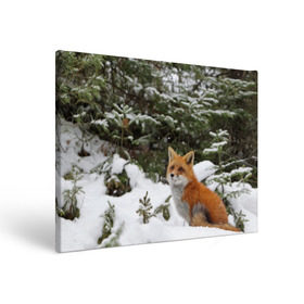 Холст прямоугольный с принтом Лиса в зимнем лесу в Кировске, 100% ПВХ |  | fox | животное | зверь | красивая | лес | лис | лиса | лисенок | лисица | лисичка | мех | патрикеевна | песец | плутовка | прикольная | природа | рыжая | рыжий цвет | сказка | хвост | хитрая | хищник
