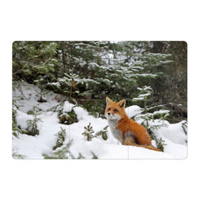 Магнитный плакат 3Х2 с принтом Лиса в зимнем лесу в Кировске, Полимерный материал с магнитным слоем | 6 деталей размером 9*9 см | fox | животное | зверь | красивая | лес | лис | лиса | лисенок | лисица | лисичка | мех | патрикеевна | песец | плутовка | прикольная | природа | рыжая | рыжий цвет | сказка | хвост | хитрая | хищник