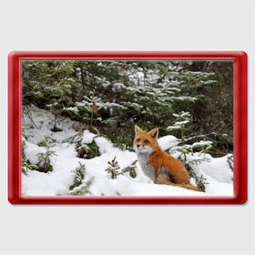 Магнит 45*70 с принтом Лиса в зимнем лесу в Кировске, Пластик | Размер: 78*52 мм; Размер печати: 70*45 | Тематика изображения на принте: fox | животное | зверь | красивая | лес | лис | лиса | лисенок | лисица | лисичка | мех | патрикеевна | песец | плутовка | прикольная | природа | рыжая | рыжий цвет | сказка | хвост | хитрая | хищник