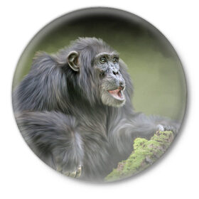 Значок с принтом Шимпанзе в Кировске,  металл | круглая форма, металлическая застежка в виде булавки | животные | обезьяна 