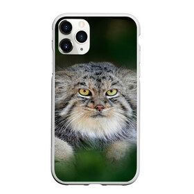 Чехол для iPhone 11 Pro Max матовый с принтом Манул в Кировске, Силикон |  | всеядный | детеныш | дикие | животные | звери | зверята | кот | манул | медведь | хищник