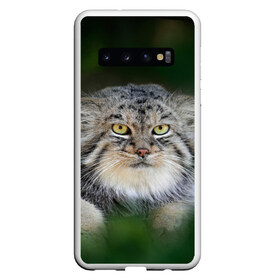Чехол для Samsung Galaxy S10 с принтом Манул в Кировске, Силикон | Область печати: задняя сторона чехла, без боковых панелей | всеядный | детеныш | дикие | животные | звери | зверята | кот | манул | медведь | хищник