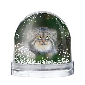 Снежный шар с принтом Манул в Кировске, Пластик | Изображение внутри шара печатается на глянцевой фотобумаге с двух сторон | всеядный | детеныш | дикие | животные | звери | зверята | кот | манул | медведь | хищник