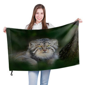 Флаг 3D с принтом Манул в Кировске, 100% полиэстер | плотность ткани — 95 г/м2, размер — 67 х 109 см. Принт наносится с одной стороны | всеядный | детеныш | дикие | животные | звери | зверята | кот | манул | медведь | хищник