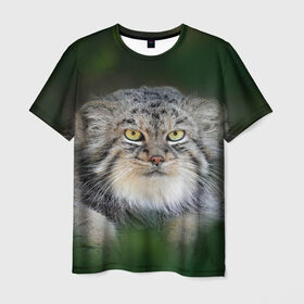 Мужская футболка 3D с принтом Манул в Кировске, 100% полиэфир | прямой крой, круглый вырез горловины, длина до линии бедер | всеядный | детеныш | дикие | животные | звери | зверята | кот | манул | медведь | хищник