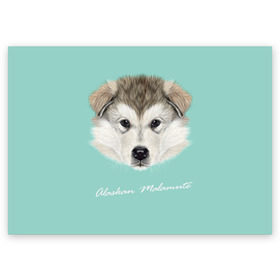Поздравительная открытка с принтом Alaskan Malamute в Кировске, 100% бумага | плотность бумаги 280 г/м2, матовая, на обратной стороне линовка и место для марки
 | alaskan malamute | dog | puppy | маламут | собака | хаски | щенок