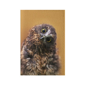 Обложка для паспорта матовая кожа с принтом Совёнок в Кировске, натуральная матовая кожа | размер 19,3 х 13,7 см; прозрачные пластиковые крепления | взгляд | глаза | клюв | пернатые | перья | прикол | птица | сова | юмор