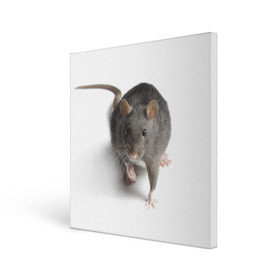 Холст квадратный с принтом Крыса в Кировске, 100% ПВХ |  | животные | крыса | мышка | мышь