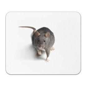 Коврик прямоугольный с принтом Крыса в Кировске, натуральный каучук | размер 230 х 185 мм; запечатка лицевой стороны | животные | крыса | мышка | мышь
