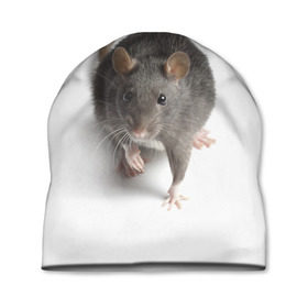 Шапка 3D с принтом Крыса в Кировске, 100% полиэстер | универсальный размер, печать по всей поверхности изделия | животные | крыса | мышка | мышь