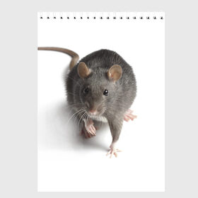 Скетчбук с принтом Крыса в Кировске, 100% бумага
 | 48 листов, плотность листов — 100 г/м2, плотность картонной обложки — 250 г/м2. Листы скреплены сверху удобной пружинной спиралью | животные | крыса | мышка | мышь