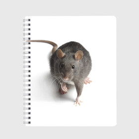 Тетрадь с принтом Крыса в Кировске, 100% бумага | 48 листов, плотность листов — 60 г/м2, плотность картонной обложки — 250 г/м2. Листы скреплены сбоку удобной пружинной спиралью. Уголки страниц и обложки скругленные. Цвет линий — светло-серый
 | животные | крыса | мышка | мышь