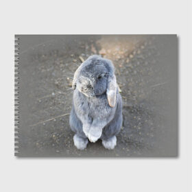 Альбом для рисования с принтом Кролик в Кировске, 100% бумага
 | матовая бумага, плотность 200 мг. | грызун | животные | заяц | кролик | мордочка | природа | пушистый | уши