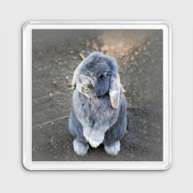 Магнит 55*55 с принтом Кролик в Кировске, Пластик | Размер: 65*65 мм; Размер печати: 55*55 мм | Тематика изображения на принте: грызун | животные | заяц | кролик | мордочка | природа | пушистый | уши