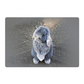Магнитный плакат 3Х2 с принтом Кролик в Кировске, Полимерный материал с магнитным слоем | 6 деталей размером 9*9 см | Тематика изображения на принте: грызун | животные | заяц | кролик | мордочка | природа | пушистый | уши