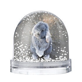 Водяной шар с принтом Кролик в Кировске, Пластик | Изображение внутри шара печатается на глянцевой фотобумаге с двух сторон | Тематика изображения на принте: грызун | животные | заяц | кролик | мордочка | природа | пушистый | уши