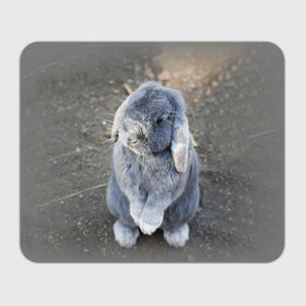 Коврик прямоугольный с принтом Кролик в Кировске, натуральный каучук | размер 230 х 185 мм; запечатка лицевой стороны | Тематика изображения на принте: грызун | животные | заяц | кролик | мордочка | природа | пушистый | уши