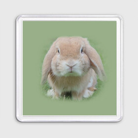 Магнит 55*55 с принтом Кролик в Кировске, Пластик | Размер: 65*65 мм; Размер печати: 55*55 мм | грызун | животные | заяц | кролик | мордочка | природа | пушистый | уши