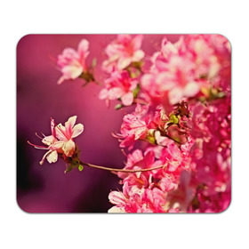 Коврик прямоугольный с принтом Сакура в Кировске, натуральный каучук | размер 230 х 185 мм; запечатка лицевой стороны | 3d | flower | nature | pink | sakura | весна | деревья | природа | розовый | сакура | цветы | япония