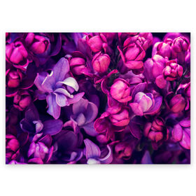 Поздравительная открытка с принтом Тюльпановый сад в Кировске, 100% бумага | плотность бумаги 280 г/м2, матовая, на обратной стороне линовка и место для марки
 | Тематика изображения на принте: flower | краски | природа | розы | тюльпаны | цветы