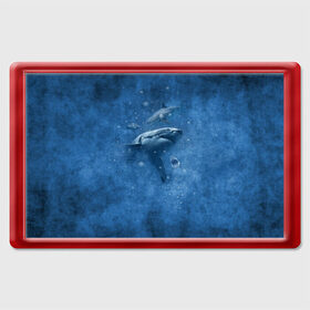Магнит 45*70 с принтом Shark в Кировске, Пластик | Размер: 78*52 мм; Размер печати: 70*45 | fish | ocean | акула | вода | животные | море | океан | рыба | челюсти