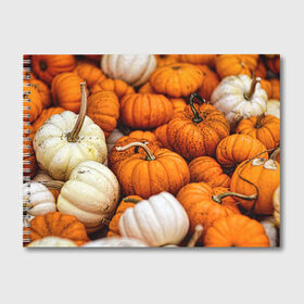 Альбом для рисования с принтом тыквы в Кировске, 100% бумага
 | матовая бумага, плотность 200 мг. | halloween | дача | овощи | октябрь | оранжевый | осень | сентябрь | тыква | хеллуин